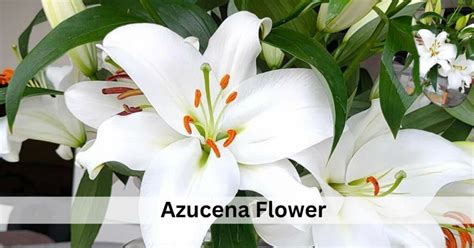 azucena flower|azucena meaning.